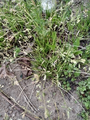 Poa annua