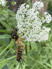 Temnostoma vespiforme