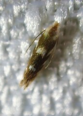 Bucculatrix canadensisella