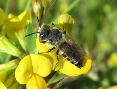 Coelioxys mandibularis
