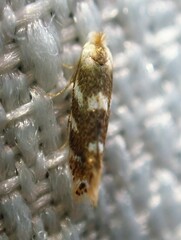 Bucculatrix canadensisella