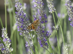 Vanessa cardui