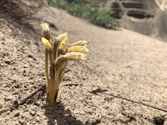 Aphyllon fasciculatum