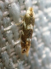 Bucculatrix canadensisella