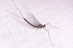 Siphlonurus lacustris