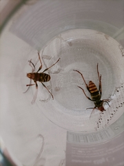 Xylotrechus chinensis