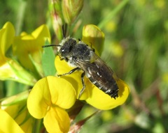 Coelioxys mandibularis