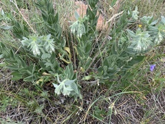 Lithospermum occidentale