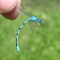 Enallagma cyathigerum