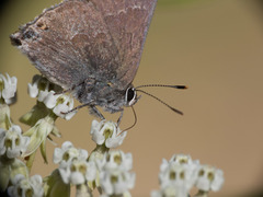 Satyrium tetra