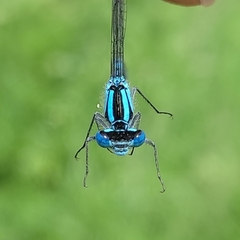 Enallagma cyathigerum