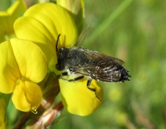 Coelioxys mandibularis
