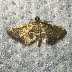 Anageshna primordialis