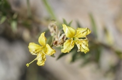 Oenothera elata hirsutissima