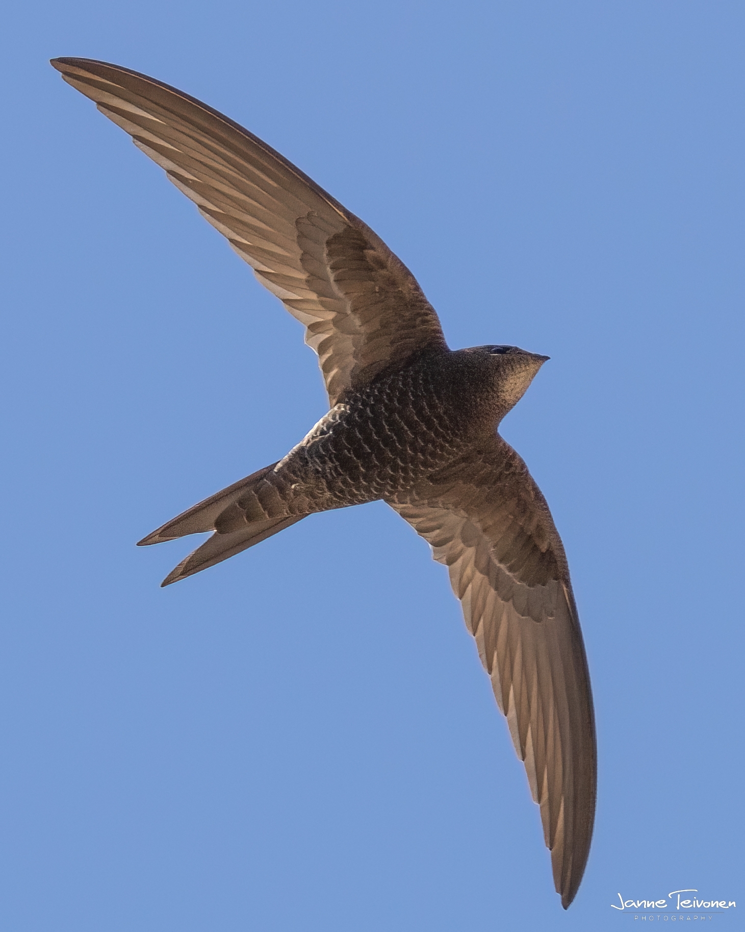 Pallid Swift (Apus pallidus)