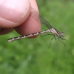 Enallagma cyathigerum