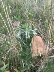 Lithospermum occidentale