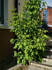Acer negundo