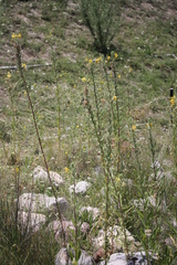 Oenothera elata hirsutissima