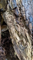 Hemitrichia calyculata