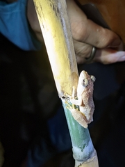 Kurixalus idiootocus