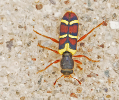 Trichodes peninsularis
