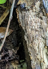 Hemitrichia calyculata