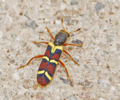 Trichodes peninsularis