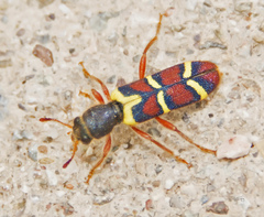 Trichodes peninsularis