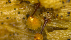 Hemitrichia calyculata