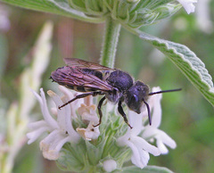 Coelioxys