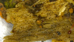 Hemitrichia calyculata