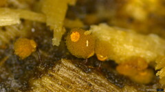 Hemitrichia calyculata