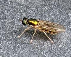 Cephalochrysa canadensis