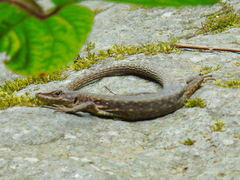 Darevskia rudis bischoffi