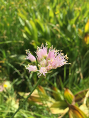 Allium validum