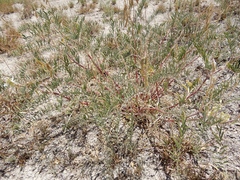 Astragalus racemosus