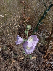 Alcea pallida