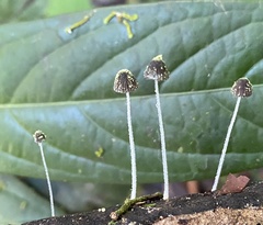 Mycena chloroxantha