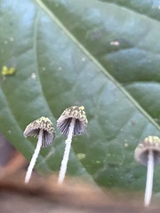 Mycena chloroxantha