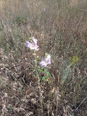 Alcea pallida