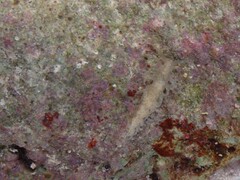 Spurilla braziliana
