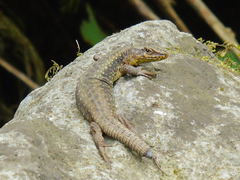 Darevskia rudis bischoffi