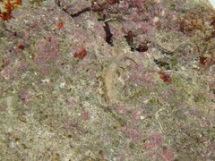 Spurilla braziliana
