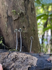 Mycena chloroxantha