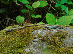 Darevskia rudis bischoffi