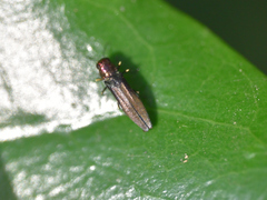 Agrilinae