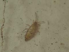 Willowsia nigromaculata