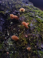 Marasmiellus alliiodorus