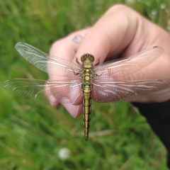 Orthetrum cancellatum